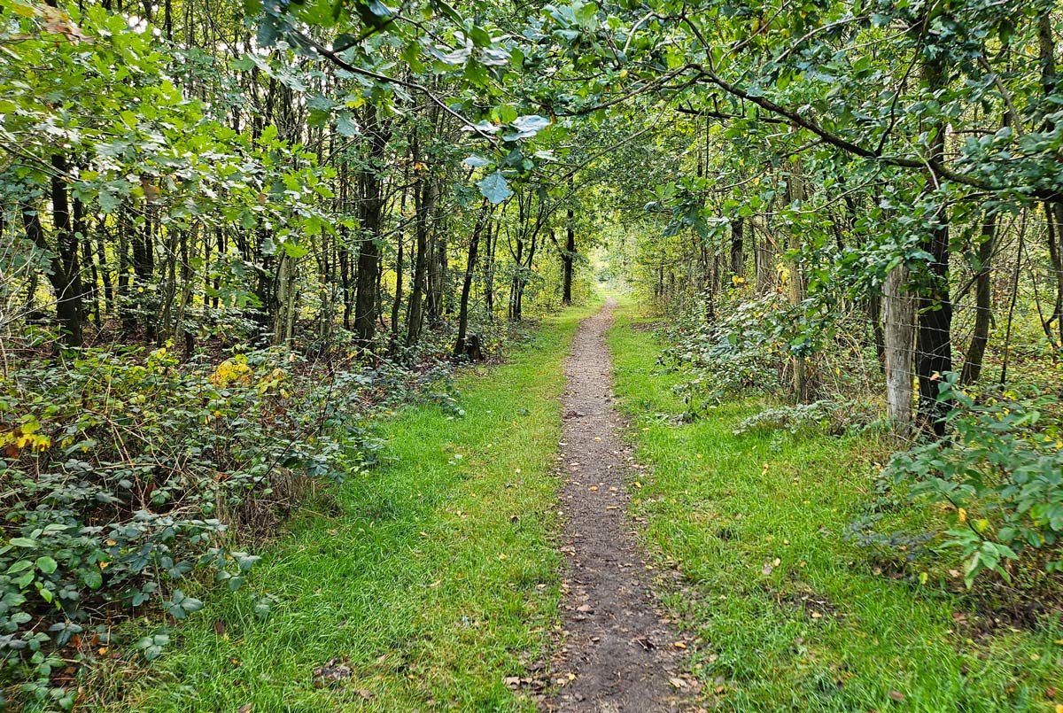 Trampelpfad im Wald