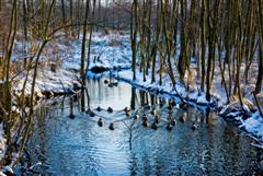 Bild Enten auf der Pinnau